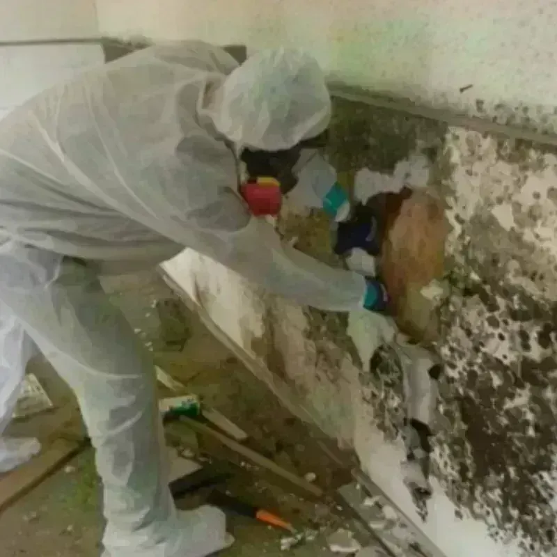 Mold Remediation and Removal in Columbia County, OR